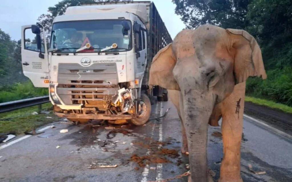 5岁小象凌晨被撞身亡，母象悲愤交加头抵卡车7小时守到天亮！